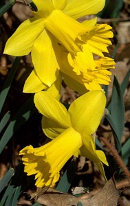 Yellow DaffODill Blossoms