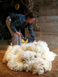 Emily got started by shearing all the white sheep first.