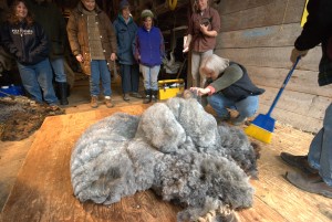 This sheep left a little poopy gift under the fleece so Penelope & I did a quick cleanup before taking the fleece to the skirting table.