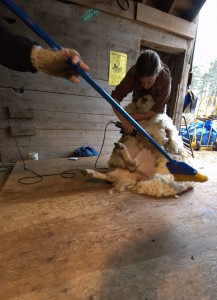 Penelope jumped right in with the broom and did a terrific job keeping the shearing floor clean as a whistle.