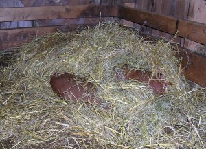 There are 4 piglets under this pile of straw!