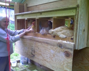The hens have been busy in the nest boxes while they were waiting to be moved...fresh eggs!