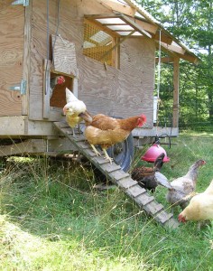 As happy hens exit the henmobile, it's easy to do a headcount