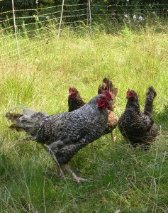 Our new Cuckoo marans roo and his 2 girlfriends came from Vinalhaven and seem to be very happy with their new accommodations.