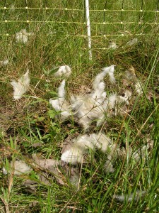 a pile of downy feathers...that sinking feeling in your stomach