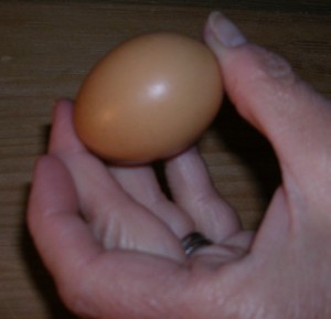 Isn't this the cutest little egg?!  Each time this hen lays, the egg will get a little bigger until it is "normal" size for that breed of chicken. We don't know which one is laying but she gets a gold star!