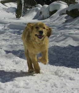 Sadie the snow pup