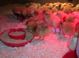chicks 2010