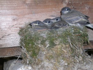 full nest